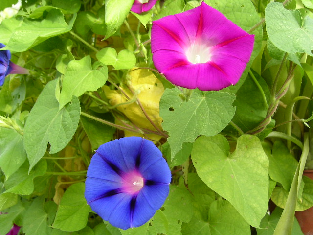 Ipomoea Purpurea